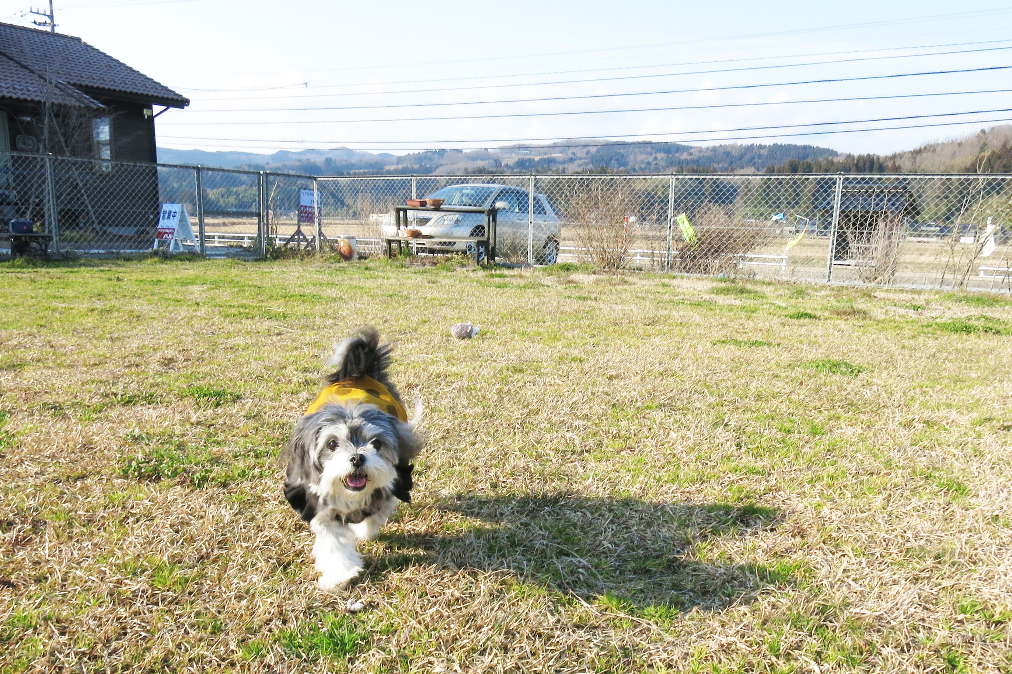 犬と一緒に過ごす休日 ドッグランのあるカフェ ハル 富山県氷見市iju 移住 応援センター みらいエンジン